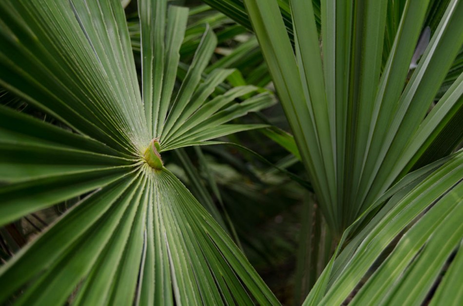 Hortus Botanicus Amsterdam-3